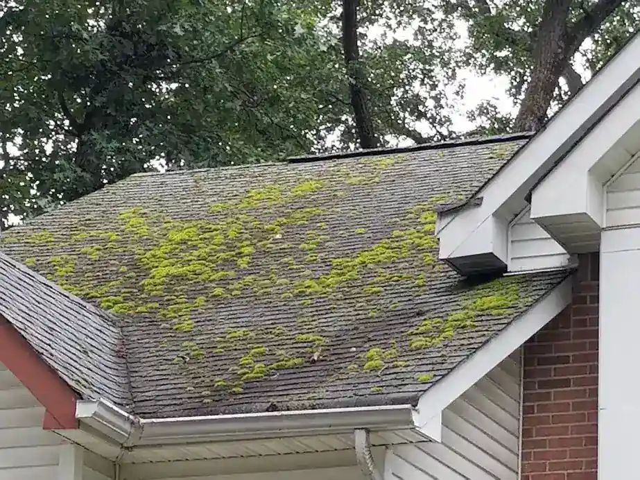 Moss-covered asphalt shingle roof with white vent box, gutter and brick chimney, before washing